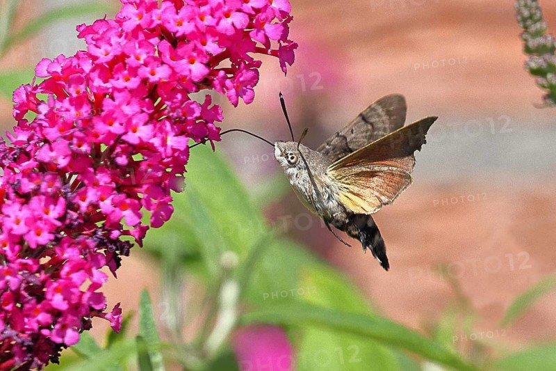 A hummingbird hawk-moth (Macroglossum stellatarum) feeds on nectar from a butterfly bush (Buddleja), Wilnsdorf, North Rhine-Westphalia, Germany
