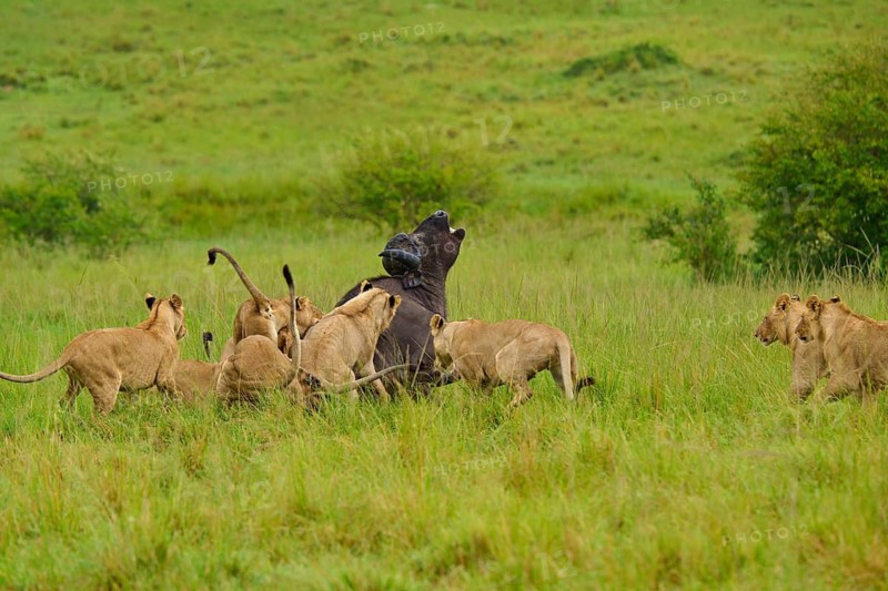 A pride of lions surrounds and attacks a buffalo in dense grassland, lion (Panthera leo), Cape buffalo (Syncerus caffer), Masai Mara National Reserve, Narok County, Kenya