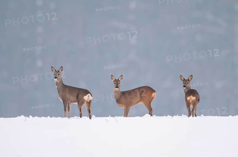 Roe deer in winter, Oldenburger Münsterland, Vechta, Lower Saxony, Germany