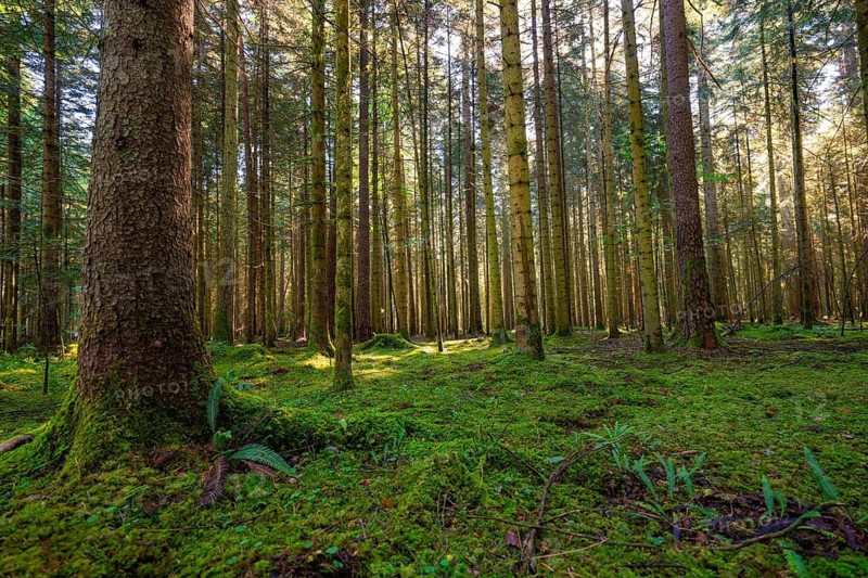 Dense forest with tall trees and moss-covered soil in sunlight, Broom Field, Black Forest, Germany