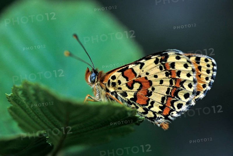 Fiery moth, Melitaea Didyma, red moth, spotted fritillary, butterfly, insects, butterfly, butterflies, butterflies