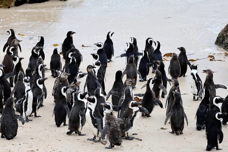 African penguin (Spheniscus demersus), adult, group, on the beach, by the water, Boulders Beach, Simonstown, Western Cape, South Africa
