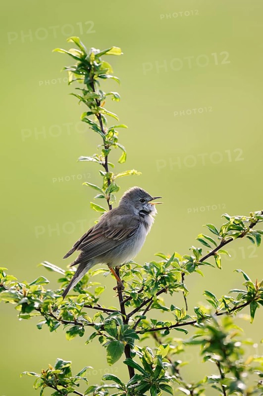 A whitethroat (Sylvia communis) perched on a twig, singing, North Rhine-Westphalia, Germany