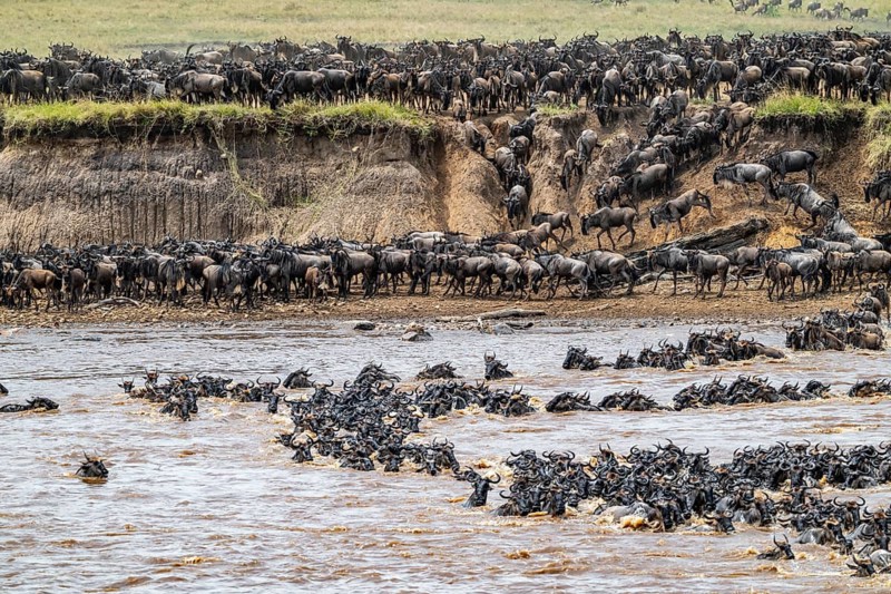 The Great Migration, Huge herds of wilderbeast (Connochaetes taurinus) crossing the Mara river and swimming to the other side, Serengeti Nationalpark, Tanzania