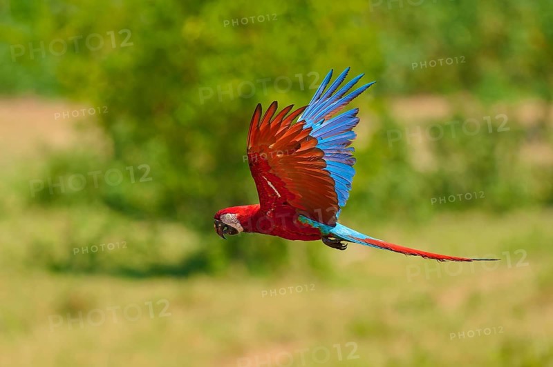 A brightly coloured parrot flies dynamically across the green landscape: the Green-winged Macaw, or Dark-red Macaw (Ara chloroptera), Pantanal, Mato Grosso, Brazil