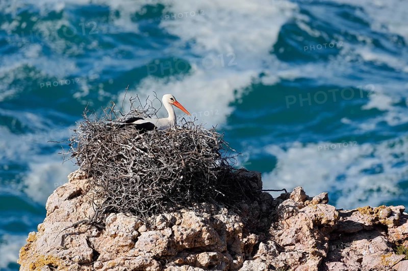 White stork (Ciconia ciconia) sitting brooding on a nest on the rocky coast, Parque Natural do Sudoeste Alentejano e Costa Vicentina, Alentejo, Portugal