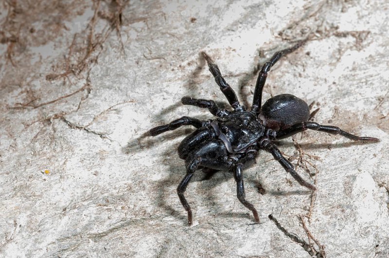 Atypus affinis, common wallpapering spider, mygalomorphae, purseweb spider, tarantula spider, spiders