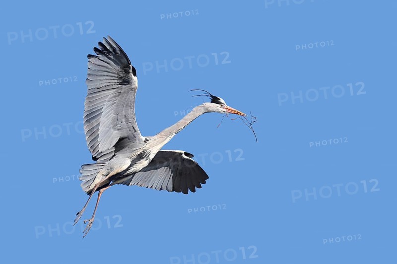 Grey heron (Ardea cinerea) in flight with nesting material in its beak, North Rhine-Westphalia, Germany