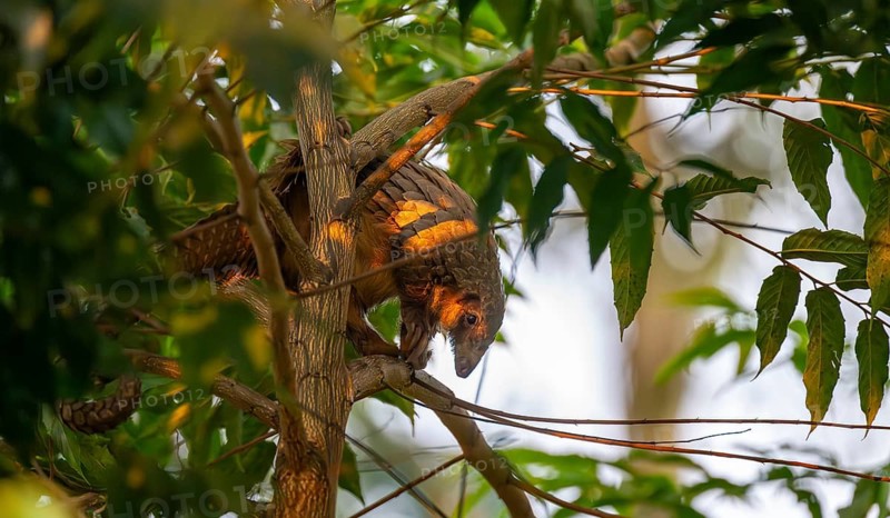Pangolin climbing a tree, White-bellied pangolin (Phataginus tricuspis, Manis tricuspis), Western Region, Pangolin Rescue Centre, Uganda
