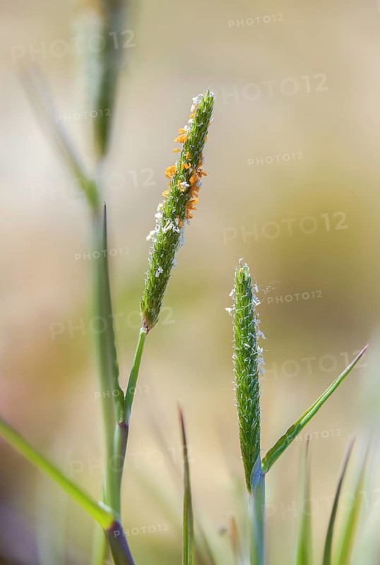 Alopecurus aequalis, short-granned foxtail, orange foxtail, red-yellow foxtail, red-yellow foxtail grass, flora, high size, vertical format, plants, plants