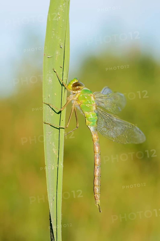 Emperor dragonfly (Anax imperator), newly hatched male, North Rhine-Westphalia, Germany
