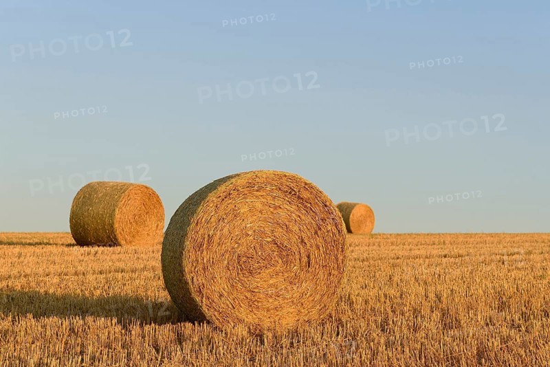 Grain field, stubble field with round bales of straw in morning light, blue sky, North Rhine-Westphalia, Germany