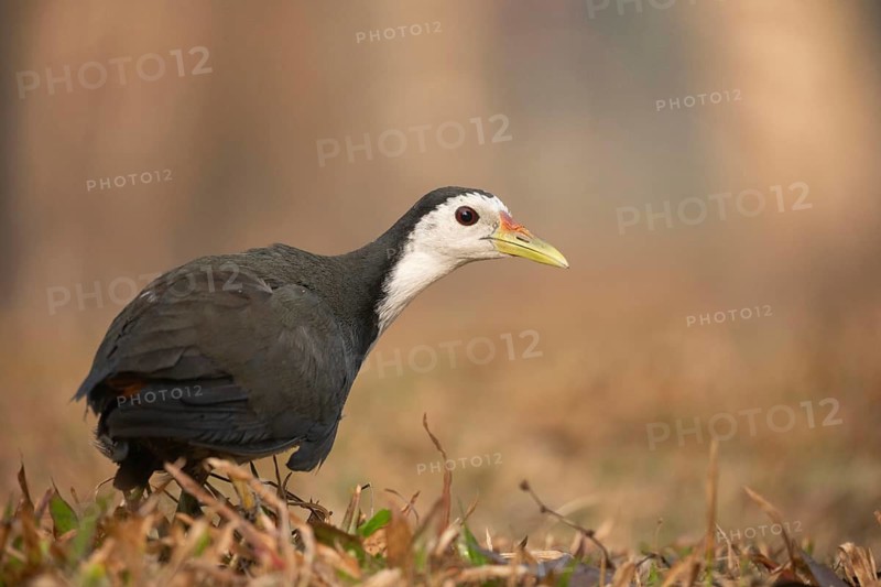 A white-breasted waterhen (Amaurornis phoenicurus), Sreepeur, Gazipur