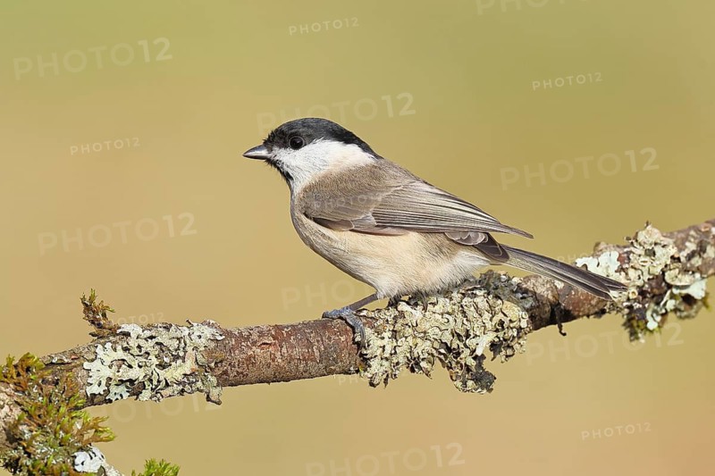 Marsh Tit (Parus palustris), perched on a branch covered in moss and lichen, wildlife, animals, birds, tits, Wilnsdorf, North Rhine-Westphalia, Germany