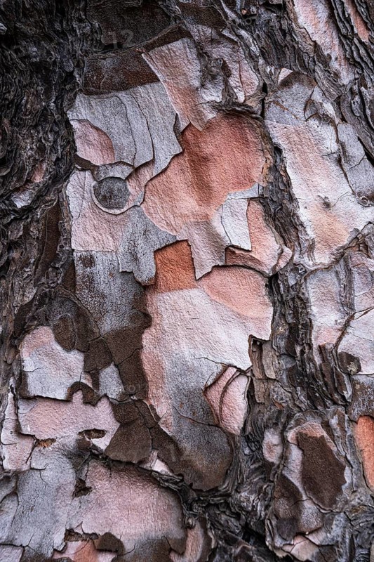 Bark of a Canary Island pine (Pinus canariensis)