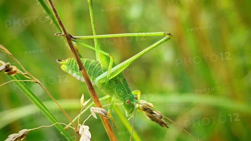 Close-up: The grasshopper, the speckled bush-cricket (Leptophyes punctatissima), resting on a slender green plant against a green bokeh background, summer in Kronach, Frankenwald nature park Park, Upper Franconia