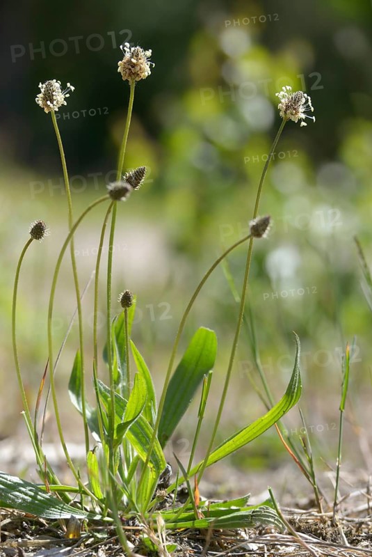 English plantain, medicinal plantain, narrowleaf plantain, plantago lanceolata, ribwort plantain, sheep tongue, seven-rib, pointed plantain, pointed feathery, plantain, flora, high size, portrait format, plants, plants