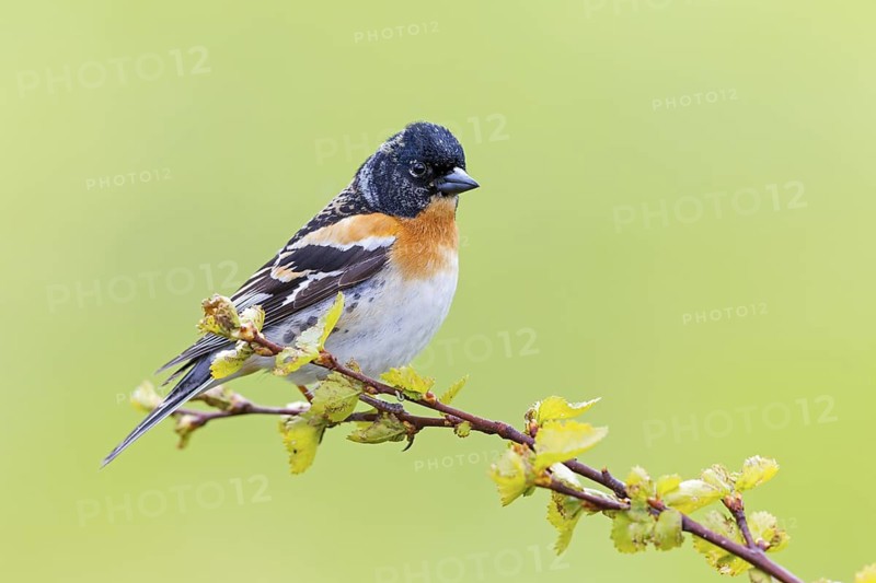 Mountain finch, Northern finch, finch family, (Fringilla montifringilla), animals, birds, songbirds, Varanger Bird Park, Finnmark, Norway
