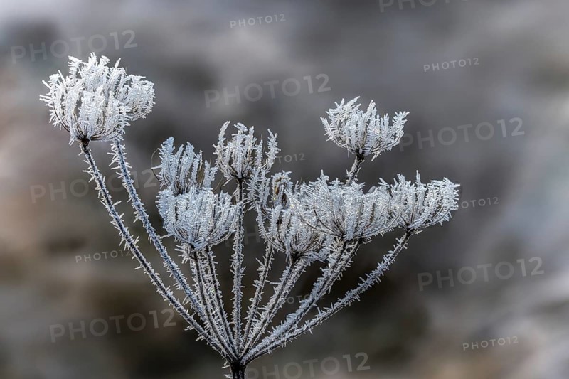 Detail, ice crystals, frost, cold, hoarfrost, rime, winter