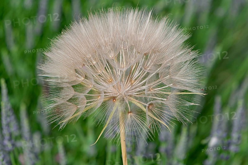 Fruit cluster of meadow burdock (Tragopogon pratensis) in a lavender field, Provence, France