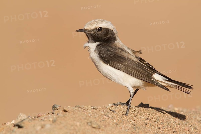 Mourning Wheatear (Oenanthe lugens) female, Morocco