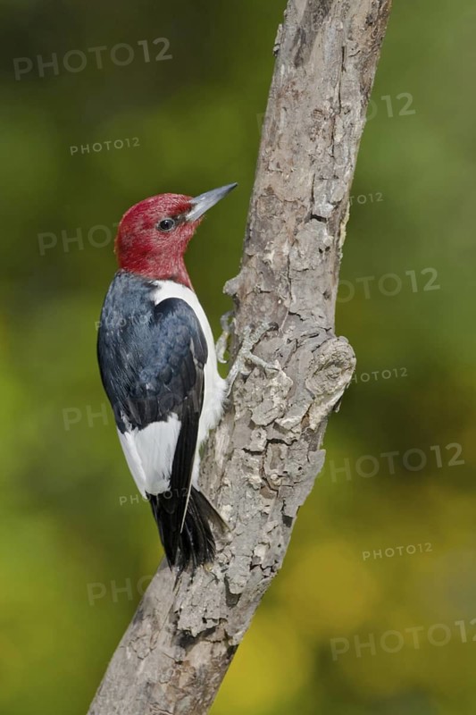 Red-headed Woodpecker (Melanerpes erythrocephalus), Ontario, Canada