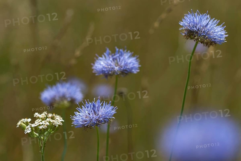 Mountain sandrapunzel, mountain clove, mountain sandbell, campanulaceae, bellflower plant, jasione montana, sand knobs, sheep scabiosis, blue bonnets, blue buttons, blue daisy, flora, iron flower, plants, sheep's-bit