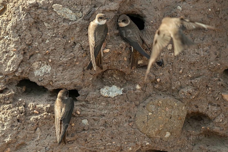 Bank Swallow, Brandenburg, Germany, Nabu, Nabu Project, National Natural Heritage, Grünhaus Nature Paradise, Riparia Riparia, Sand Martin, Swallow, Bank Swallow, Post-Mining Landscape, Birds, Grünhaus, Passeri, Songbirds, Birds