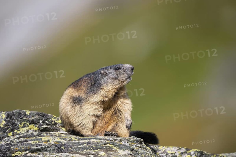 Alpine marmot (Marmota marmota) in autumn, Grossglockner, High Tauern National Park, Austria