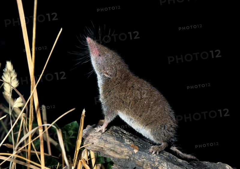 Crocidura Russula, Greater White-Toothed Shrew, House Shrew, Insectivora, Insectivora, Mammals, Shrew, Mammals