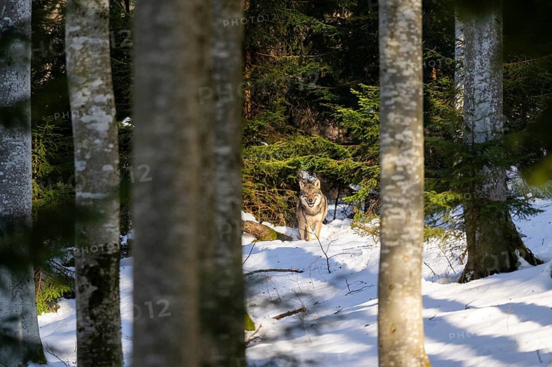 European gray wolf (Canis lupus lupus) standing in a forest in winter, snow, Bavaria, Germany