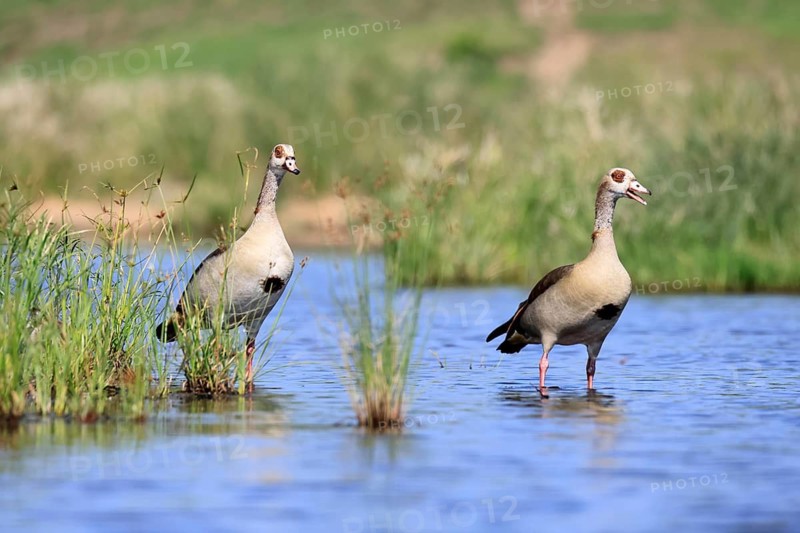 Nile gans (Alopochen aegyptiaca), adult, pair, standing in the water, alert, Kruger National Park, South Africa