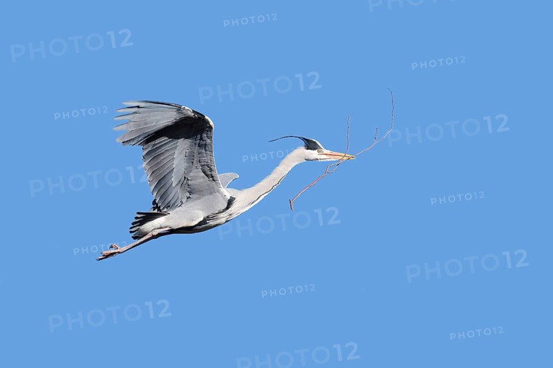 Grey heron (Ardea cinerea) in flight with nesting material in its beak, North Rhine-Westphalia, Germany