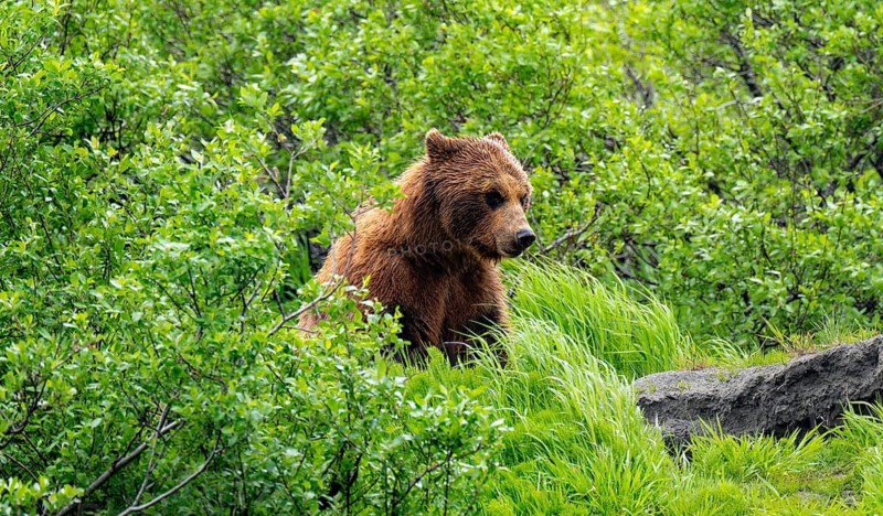 Brown bear (Ursus arctos) in the grass in spring, Alaska, USA