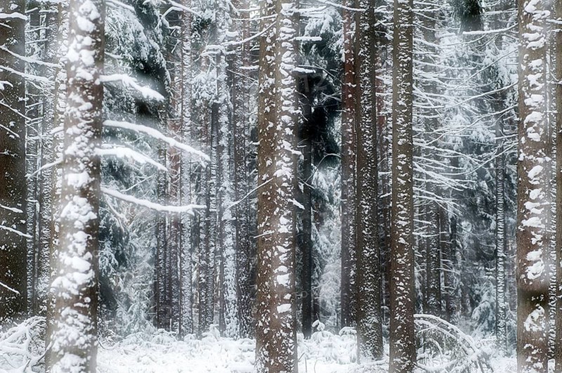 Tree, trees, coniferous forest, snow, tree, forest, winter, wood