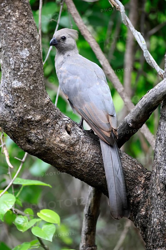 Grey Go-away-bird (Crinifer concolor), Grey Go-away-bird, subadult, half-grown, perched on a tree, alert, Kruger National Park, South Africa