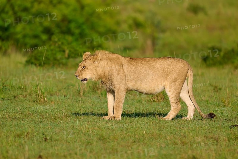 A lion stands in the African savannah, surrounded by green grass and sunshine, lion (Panthera leo), Masai Mara National Reserve, Narok County, Kenya