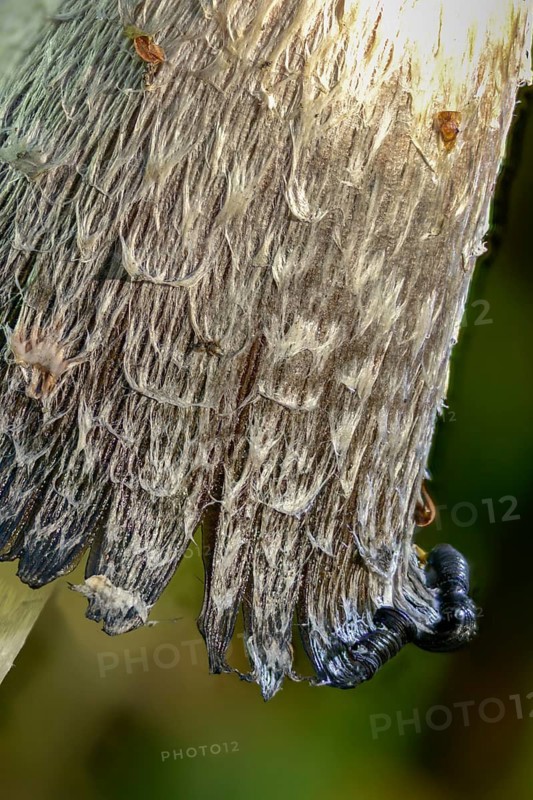 Agaricales, Coprinus comatus, Coprinus ovatus, Coprinus porcellanus, egg tinting, porcelain tinting, crested skunk, asparagus mushroom, squid mushroom, fungus, high size, portrait format, mushrooms