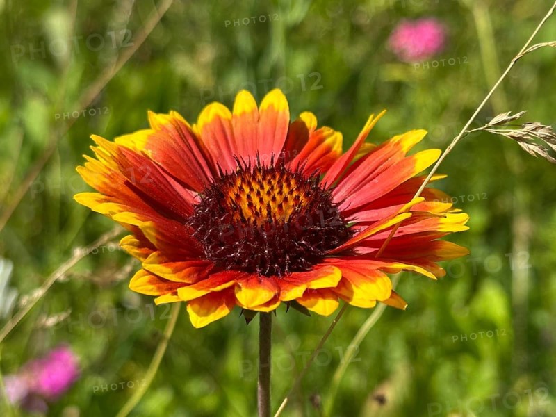 Large-flowered gaillardia (Gaillardia x grandiflora), in bloom, Upper Bavaria, Germany