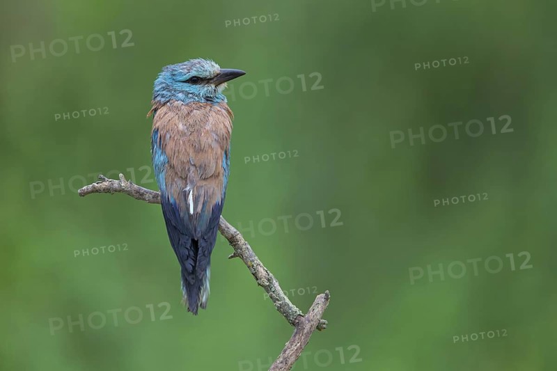 Roller, Almond Crow, (Coracias garrulus), animals, birds, raptors, raptor family, perch, biotope, habitat, Muselievo, Muselievo, Pleven, Bulgaria