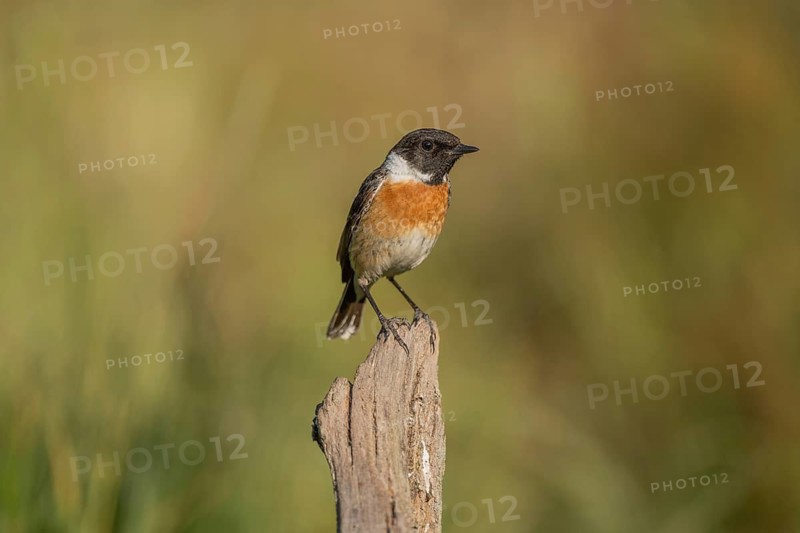 Stonechat, (Saxicola rubicola) stonechat. The sun is shining and there is grass in the neighbourhood. Bird looking at its surroundings. Bas Rhin, Alsace, France