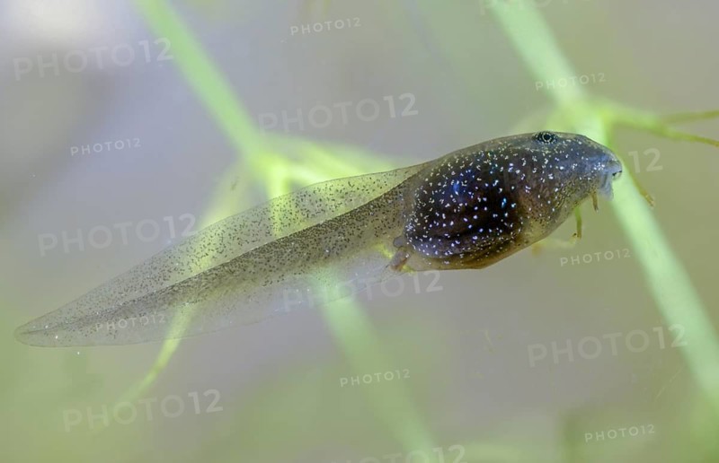 Common frog, common frog, rana temporaria, amphibians, amphibians, three weeks old, frog, frogs, young animal, juvenile, tadpole, larva, amphibians, amphibians, amphibians