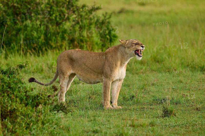 A lioness appears to be yawning, surrounded by a field of green grass, lion (Panthera leo), Masai Mara National Reserve, Narok County, Kenya