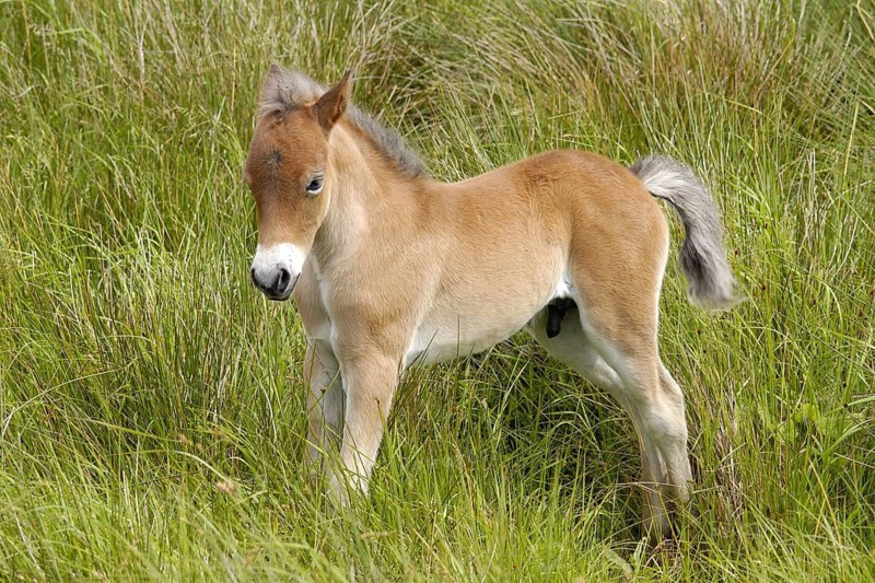 Pets - Horses Animals - mammals - Horses, Texel island, Netherlands