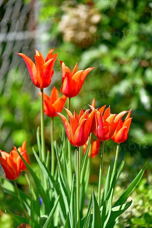 Red tulips (Tulipa) in bloom in spring, Bavaria, Germany