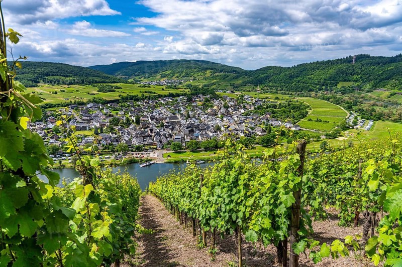 The wine town of Pünderich, in the district of Cochem-Zell, on the Moselle, view from the vineyards of the Pündericher Marienburg location, Moselle ferry, Rhineland-Palatinate, Germany
