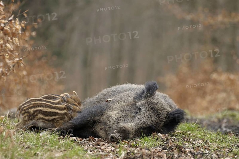 Wild boar (Sus scrofa), a sow nursing her young, North Rhine-Westphalia, Germany, in captivity, April 2008
