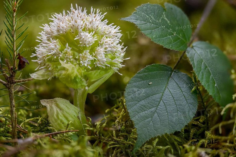 Asteraceae, daisy, butterbur, petasites albus, white butterbur, flora, plants, plants