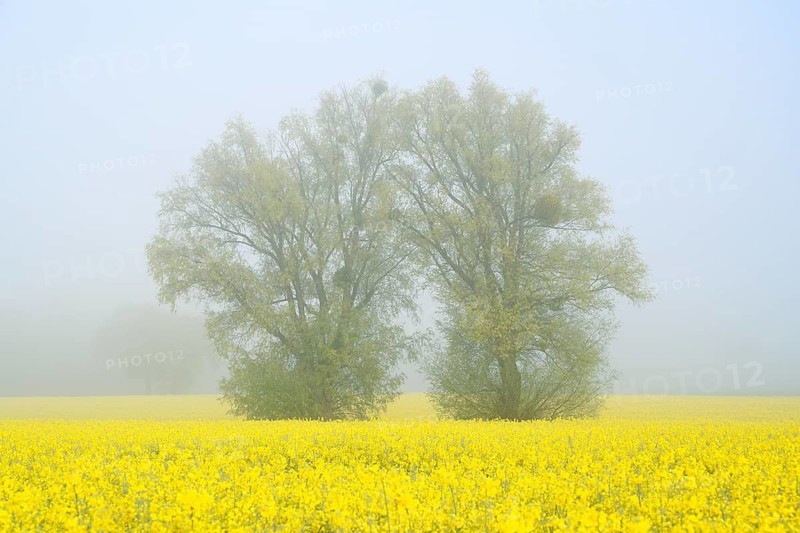 White willows (Salix alba) and a field of flowering rapeseed (Brassica napus) in the morning mist, North Rhine-Westphalia, Germany