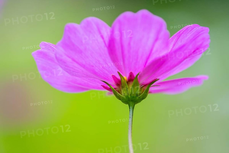 Cosmea (Cosmos bipinnatus), Stapelfeld, Cloppenburg, Lower Saxony, Germany